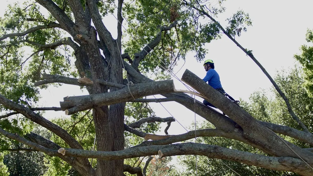 Professional Hazardous Tree Removal performed by certified arborists in Villa Grande